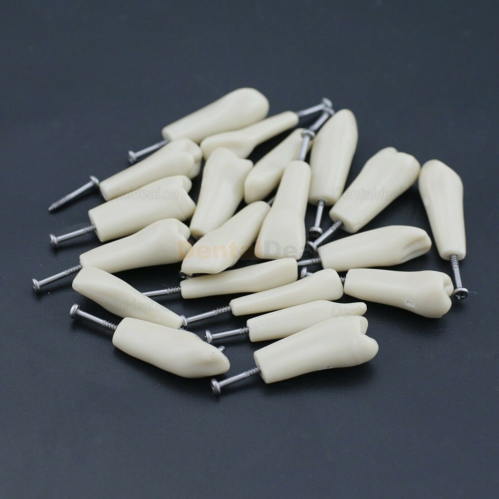 Dental Typodont M8023 32Pcs Replacement Teeth Fit Columbia 860